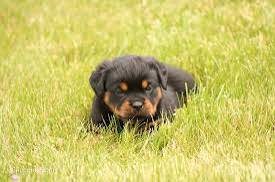 Rottweiler puppy dog 