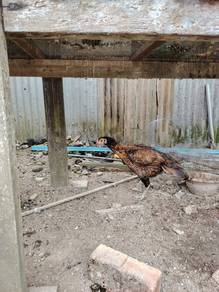 Ayam Aseel