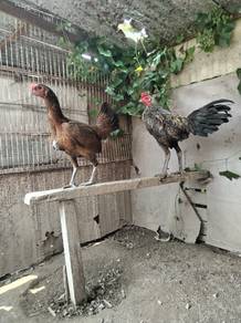 Ayam jalan dan pama