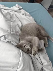 BSH Blue for sale
