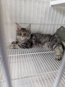 Ms MAIN COON Kucing Import Pure Breed