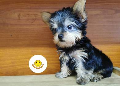 SSSS-100 Tiny Yorkshire Terrier #MKA reg.