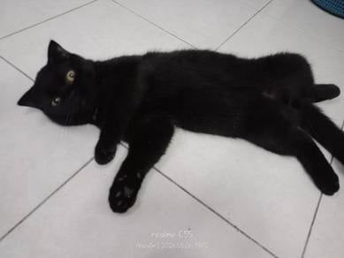 Original British Shorthair