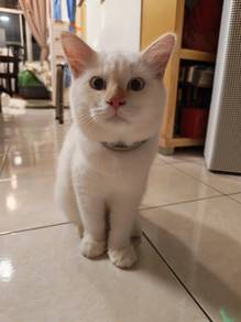 Kitten For SALE (Male=1 & Female=2)