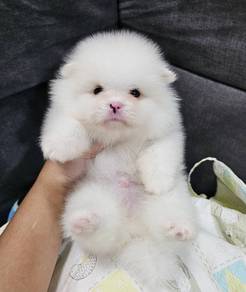 POMERANIAN PUPPIES A164 🌻 Sort of shine Boy~Girl