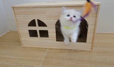 ragdoll