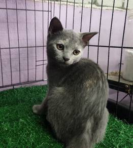 Kucing betina 