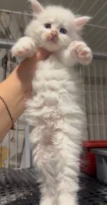 Mainecoon pure white female