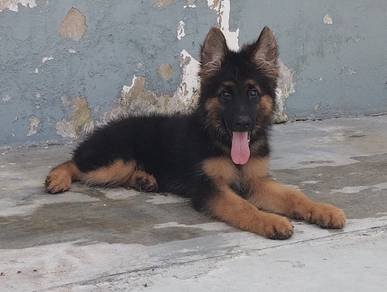 Big Bone German Sherpherd Puppy
