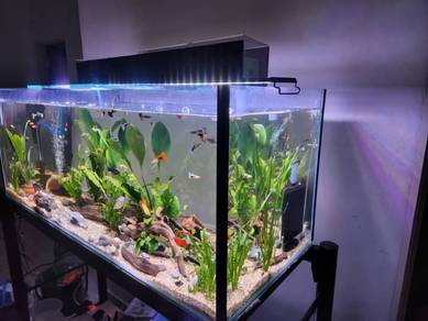 Complete Fish Aquarium