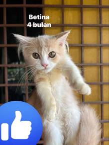 Kucing