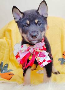 Shiba