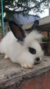 arnab rabbit mixed Lion Head 