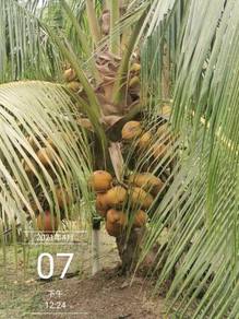 Dbobs agro nursery Benih kelapa SGG