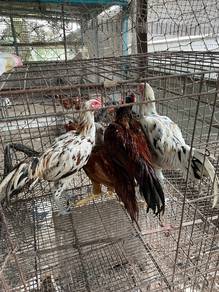 Ayam sabung size besar