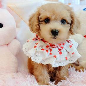 Poodle