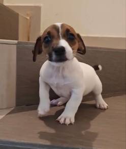 Jack Russell
