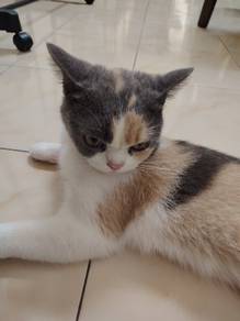 BSH Calico