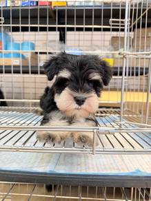 SS400O #MKA registered Mini Schnauzer puppies