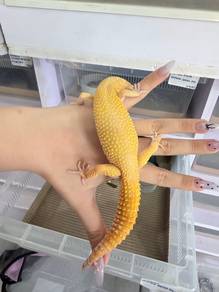 Sunglow Leopard Gecko