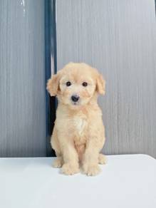 cream cute Maltese mix poodle maltipoo 