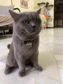 bsh male ready mating