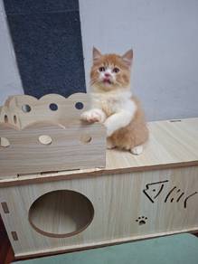 cat rehome