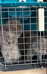 bsh kitten rehome