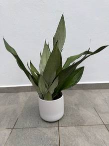 Snake plant, Moonshine Sansevaria