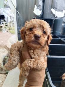 poodle 