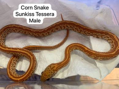 Corn Snake Untuk Dijual !!