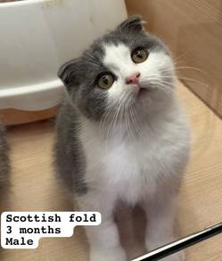 Scottish Fold Bi Color