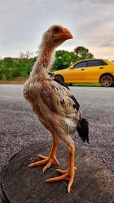 Anak ayam ratu kaidang/LHK 