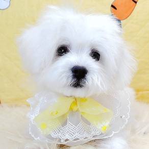 Maltipoo