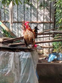 Ayam Serama