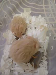 Campbell rex Hamster