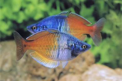 eggs of rainbow fish  