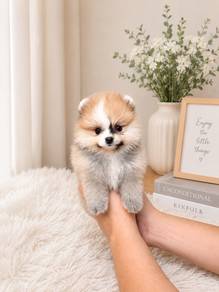 Pomeranian Teddy Bear Face Female Puppy