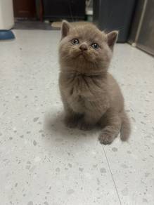 fawn bsh male
