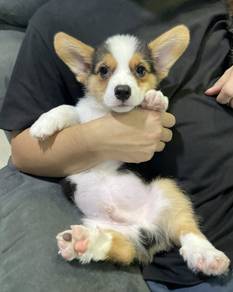 C111  柯基犬 CORGI PUPPIES 🌻 fluffy Boy