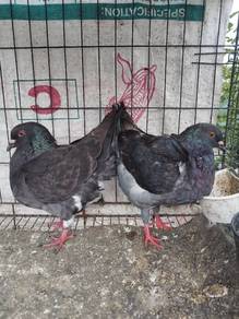 Merpati Modena Hitam