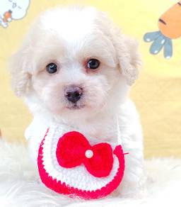 Poodle