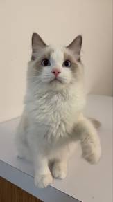 5 months male ragdoll rehome