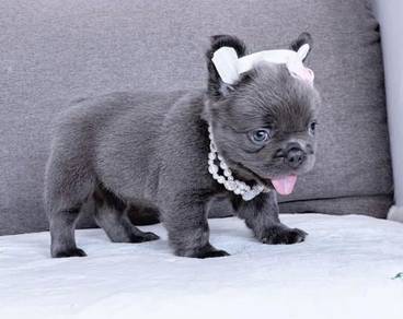 FRENCH BULLDOG PUPPIES VIP148 🌻 Long Fur / Girl