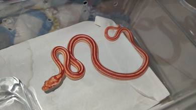 Cornsnake