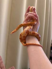 Amel Cornsnake