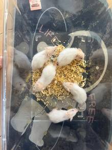 hamster syrian