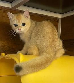 British Short Hair Golden