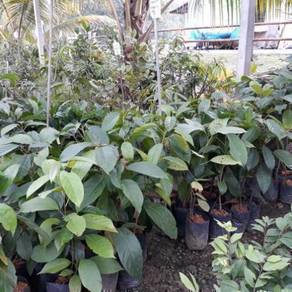 Benih pokok Tampoi Kawin