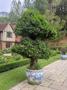 Old bonsai